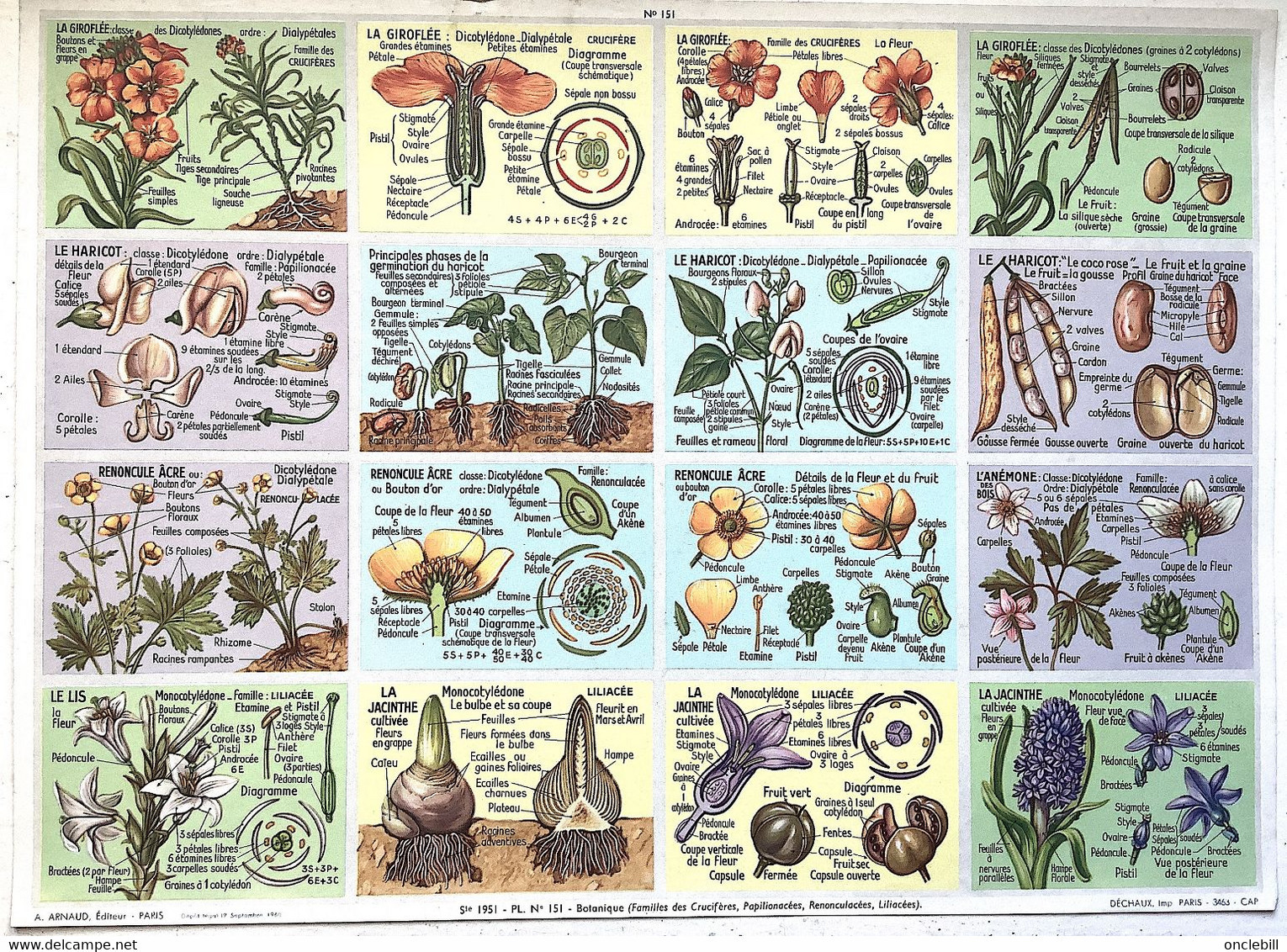 Pédagogie Ecole Images Coupes Anatomie Plantes 2 Planches Scolaires Arnaud Dechaux éditeur 1950 état Superbe - Matériel Et Accessoires