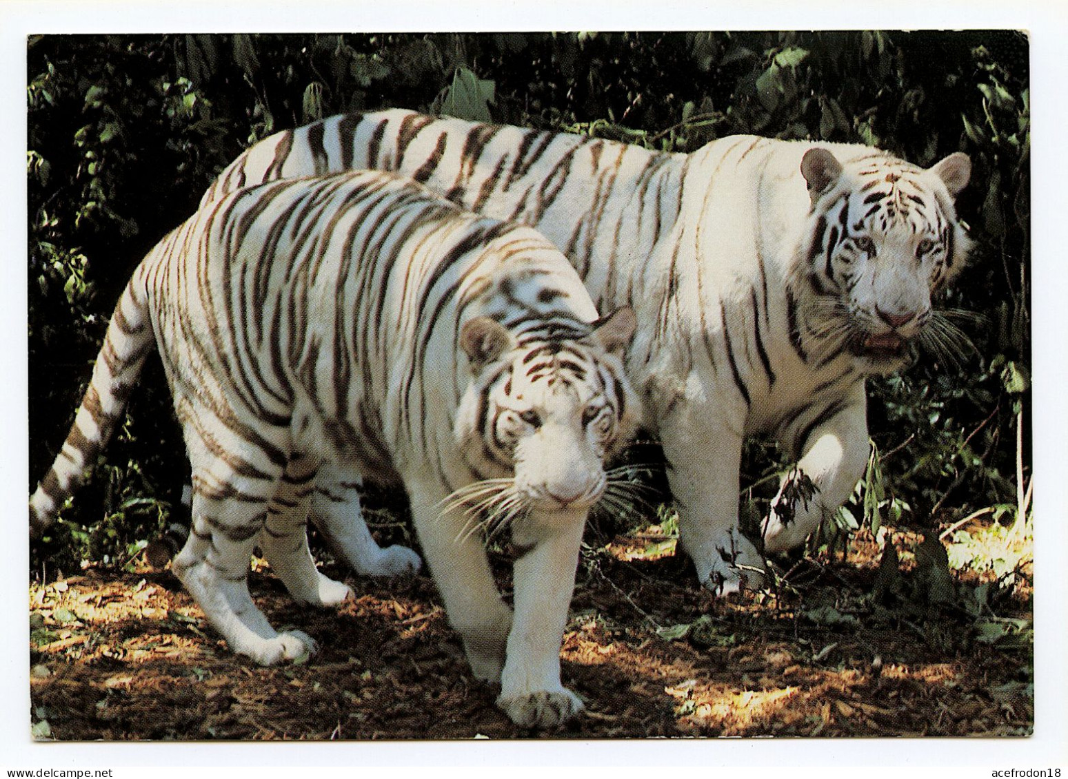 SAINT-AIGNAN-SUR-CHER - ZooParc De Beauval - Les Tigres Blancs - Saint Aignan