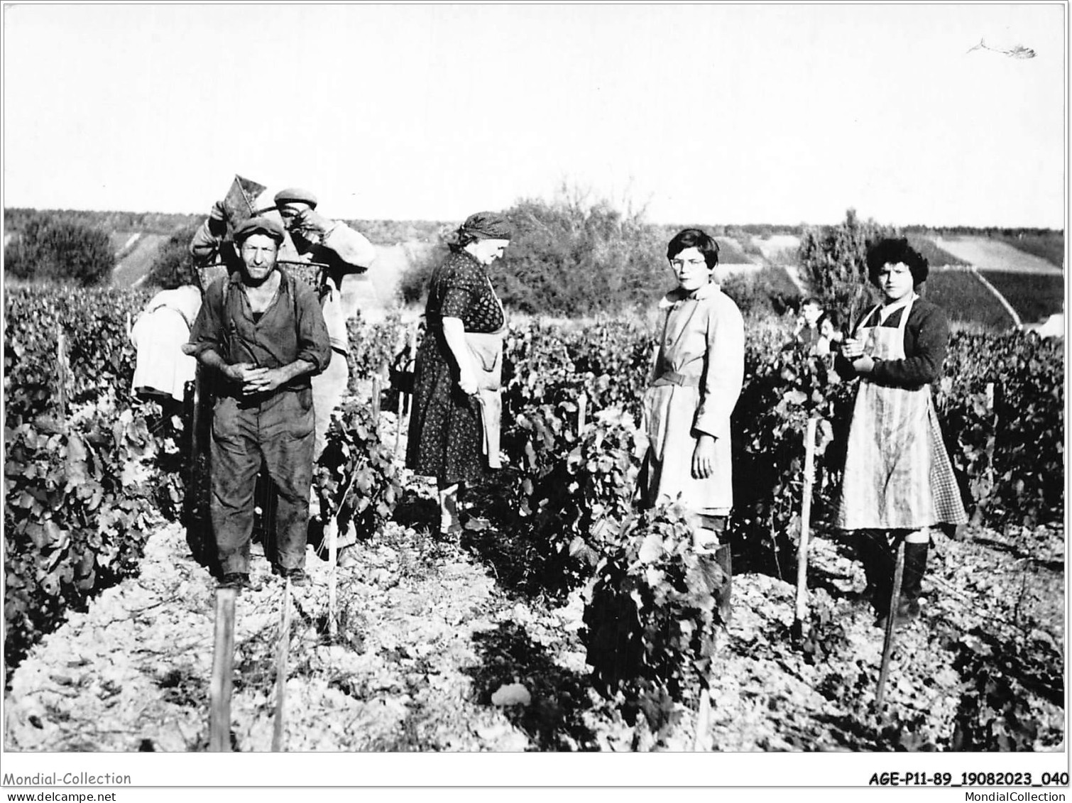 AGEP11-89-0956 - CHABLIS - Yonne - Les Vendanges - Chablis