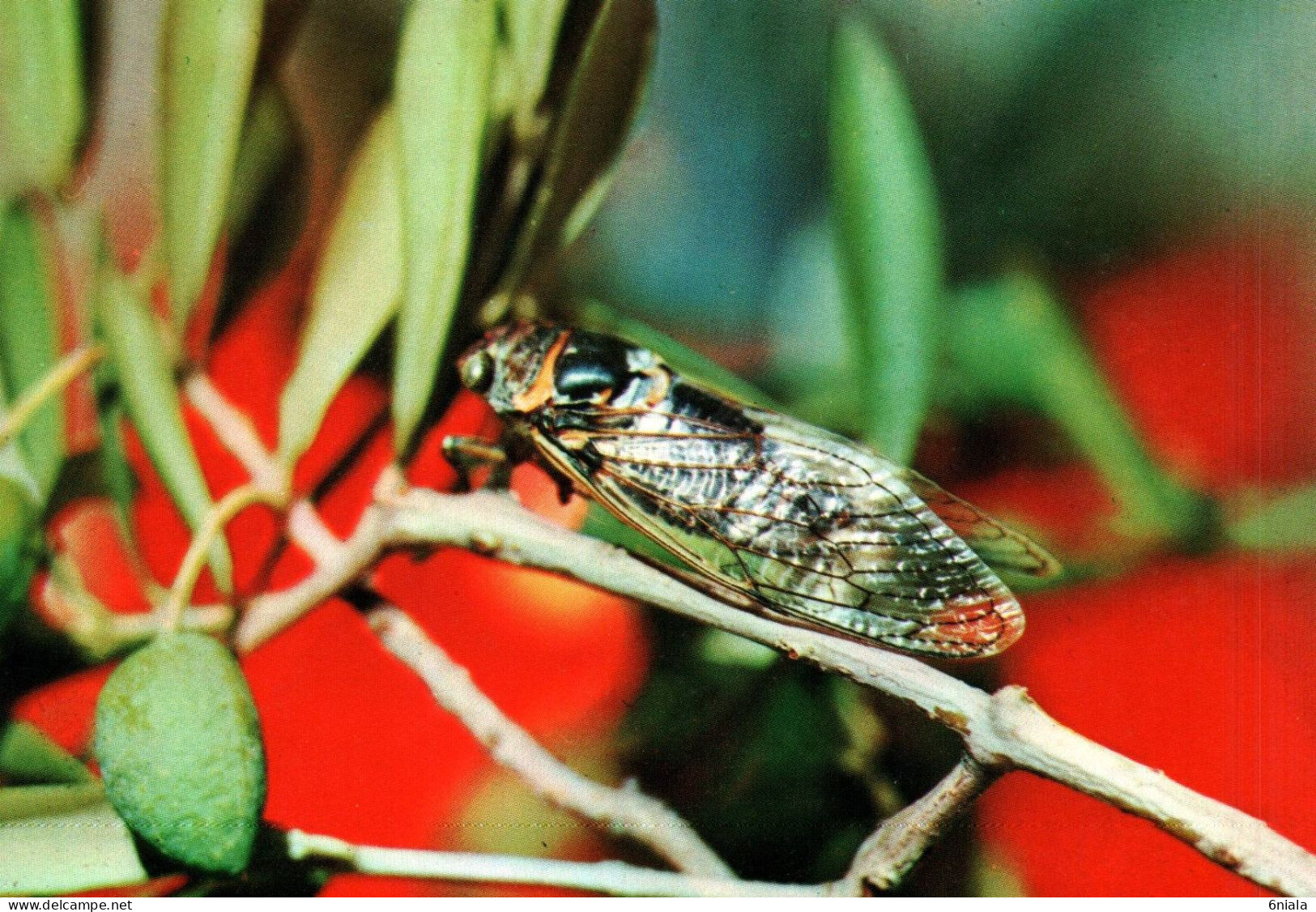 18749 CIGALE Provençale   (2 Scans) - Insects