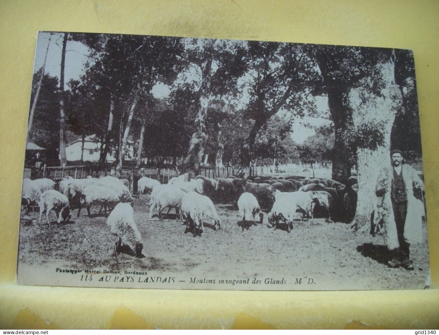 40 4056 RARE CPA - AU PAYS LANDAIS - MOUTONS MANGEANT DES GLANDS - ANIMATION. - Elevage