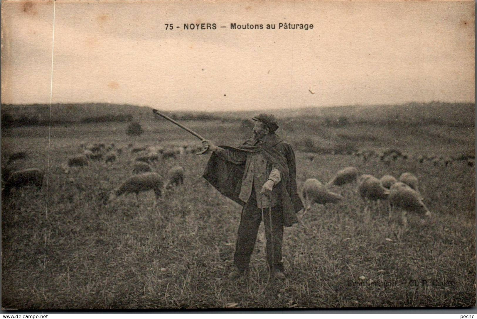 N°2181 W -cpa Noyers -moutons Au Pâturage- - Elevage