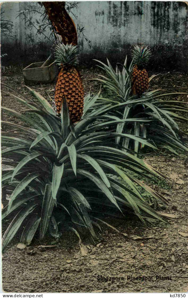 Singapore - Pinapple Plants - Singapour