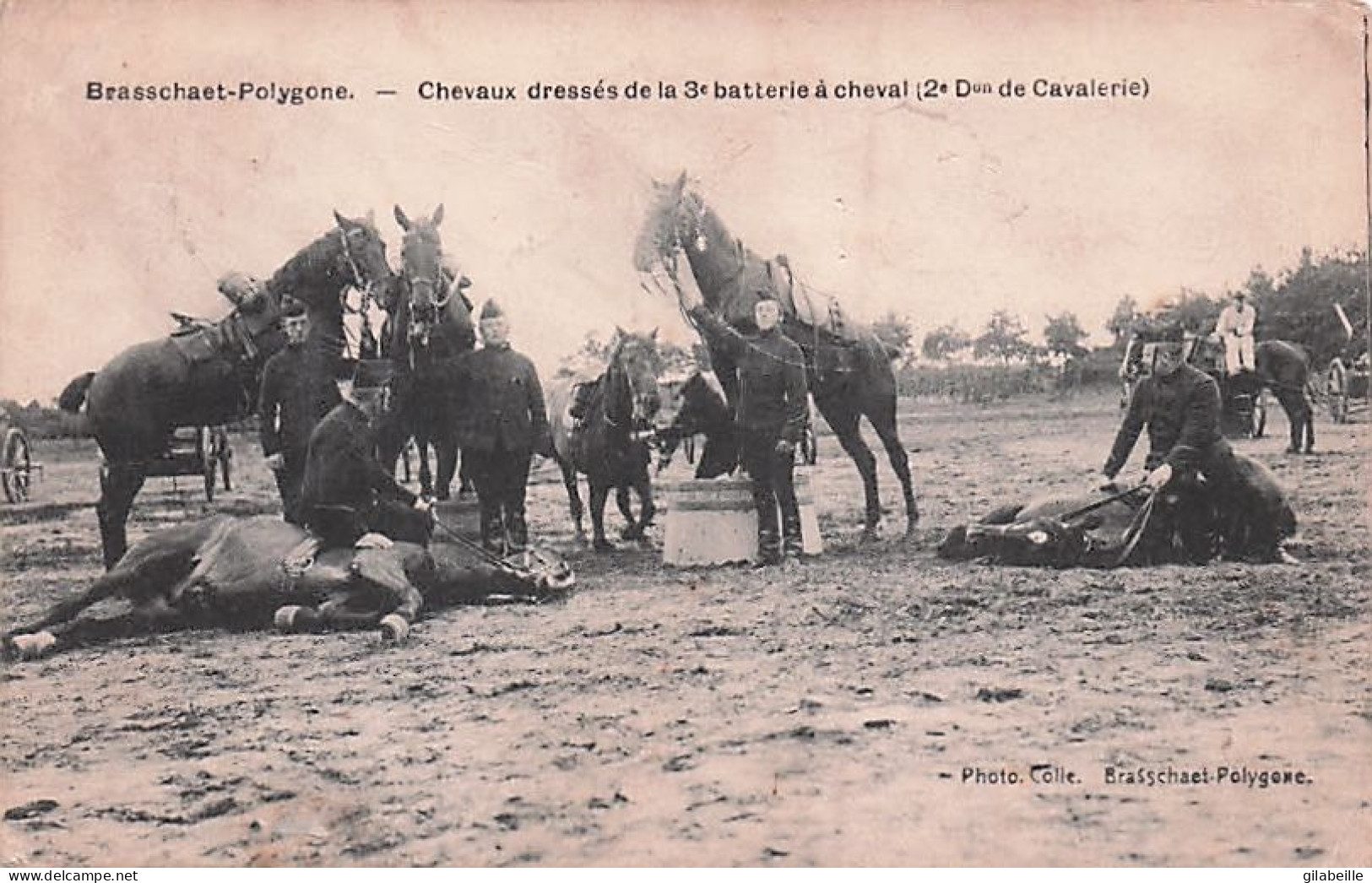 BRASSCHAAT - BRASSCHAET - POLYGONE -  Chevaux Dressés De La 3e Batterie à Cheval ( 2eme Division De Cavalerie )  - Brasschaat