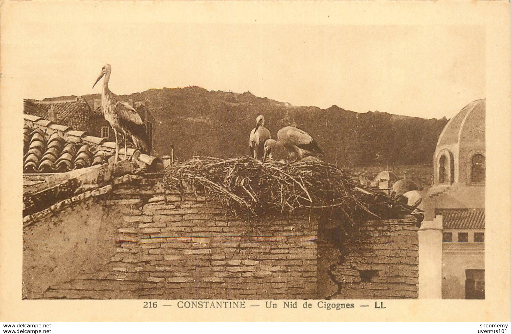 CPA Constantine-Un Nid De Cigognes      L1481 - Konstantinopel
