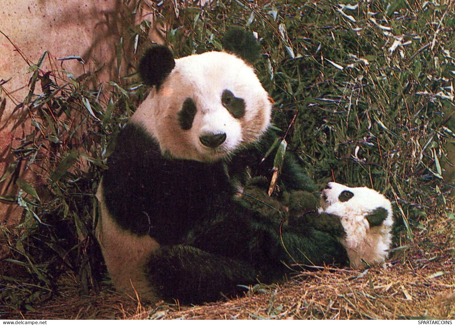 PANDAS GEBÄREN Tier Vintage Ansichtskarte Postkarte CPSM #PBS244.A - Ours