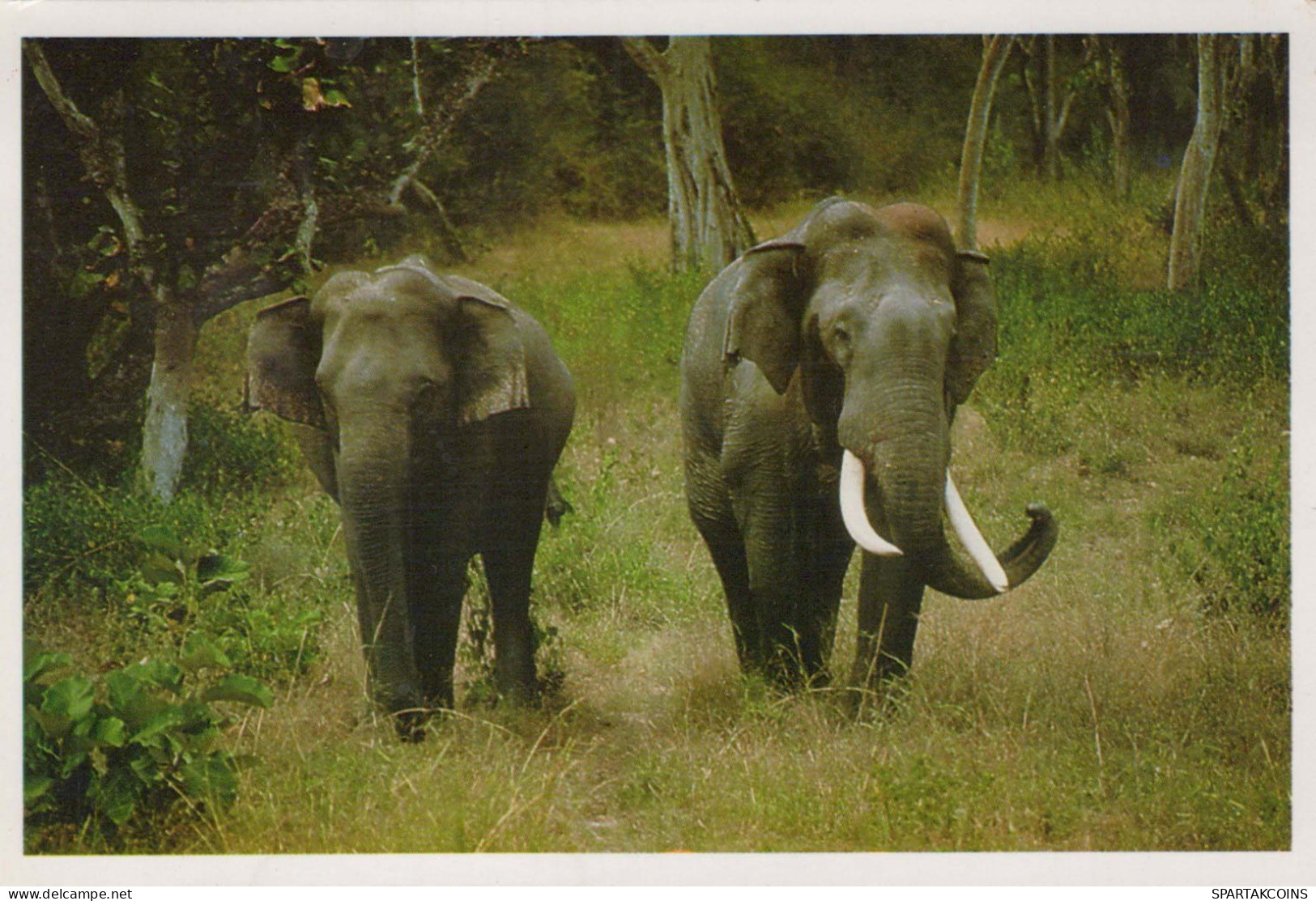 ÉLÉPHANT Animaux Vintage Carte Postale CPSM #PBS762.FR - Elefanten