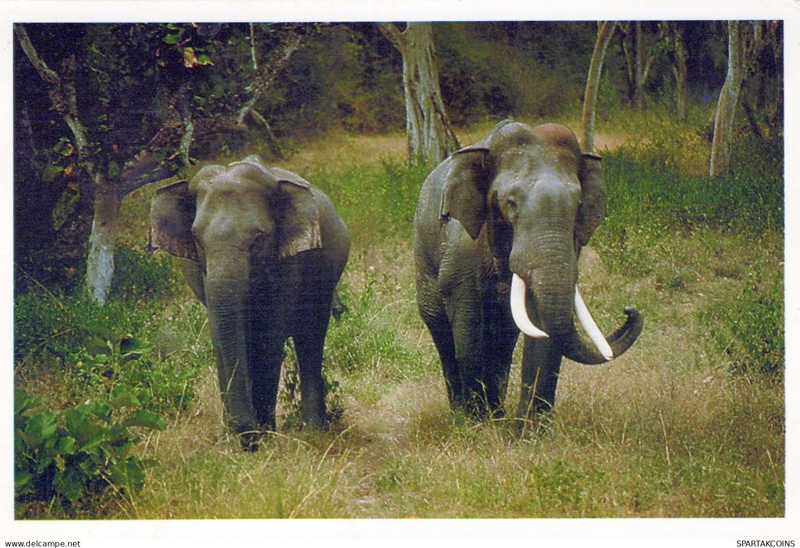 ÉLÉPHANT Animaux Vintage Carte Postale CPSM #PBS762.FR - Elefanten