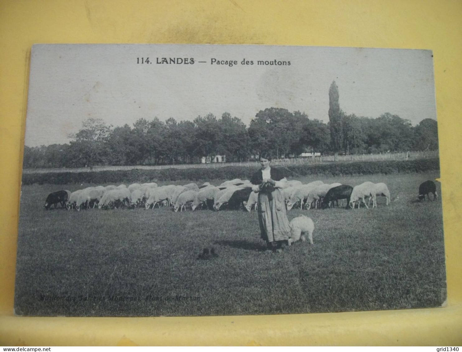 40 4492 LOT N° 4  DE 15 CPA DIFFERENTES SUR  LES BERGERS ET MOUTONS DANS LES LANDES