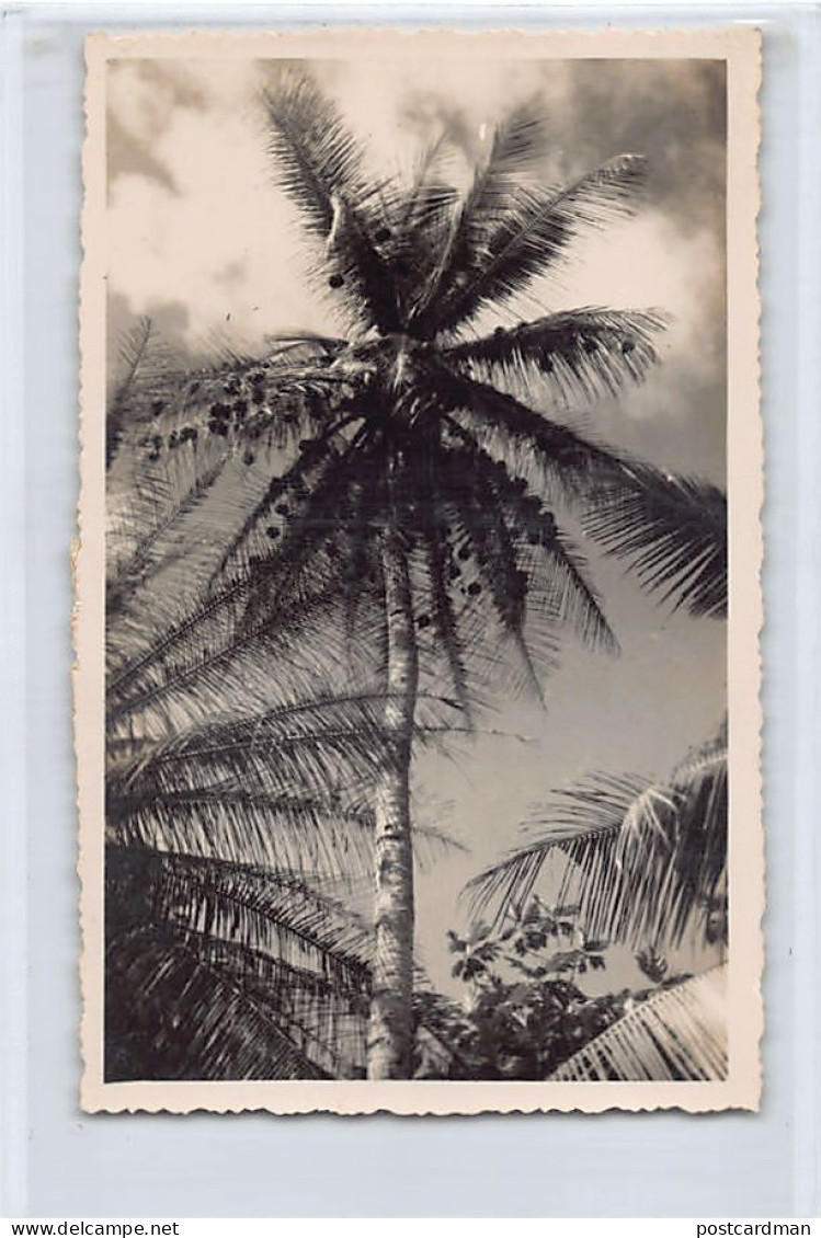 Congo Brazzaville - POINTE NOIRE - Cocotier - CARTE PHOTO - Ed. Pauleau  - Pointe-Noire