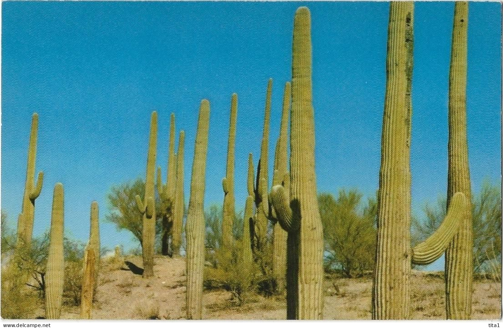 77 - Scene In The Saguaro National Forest - Tucson