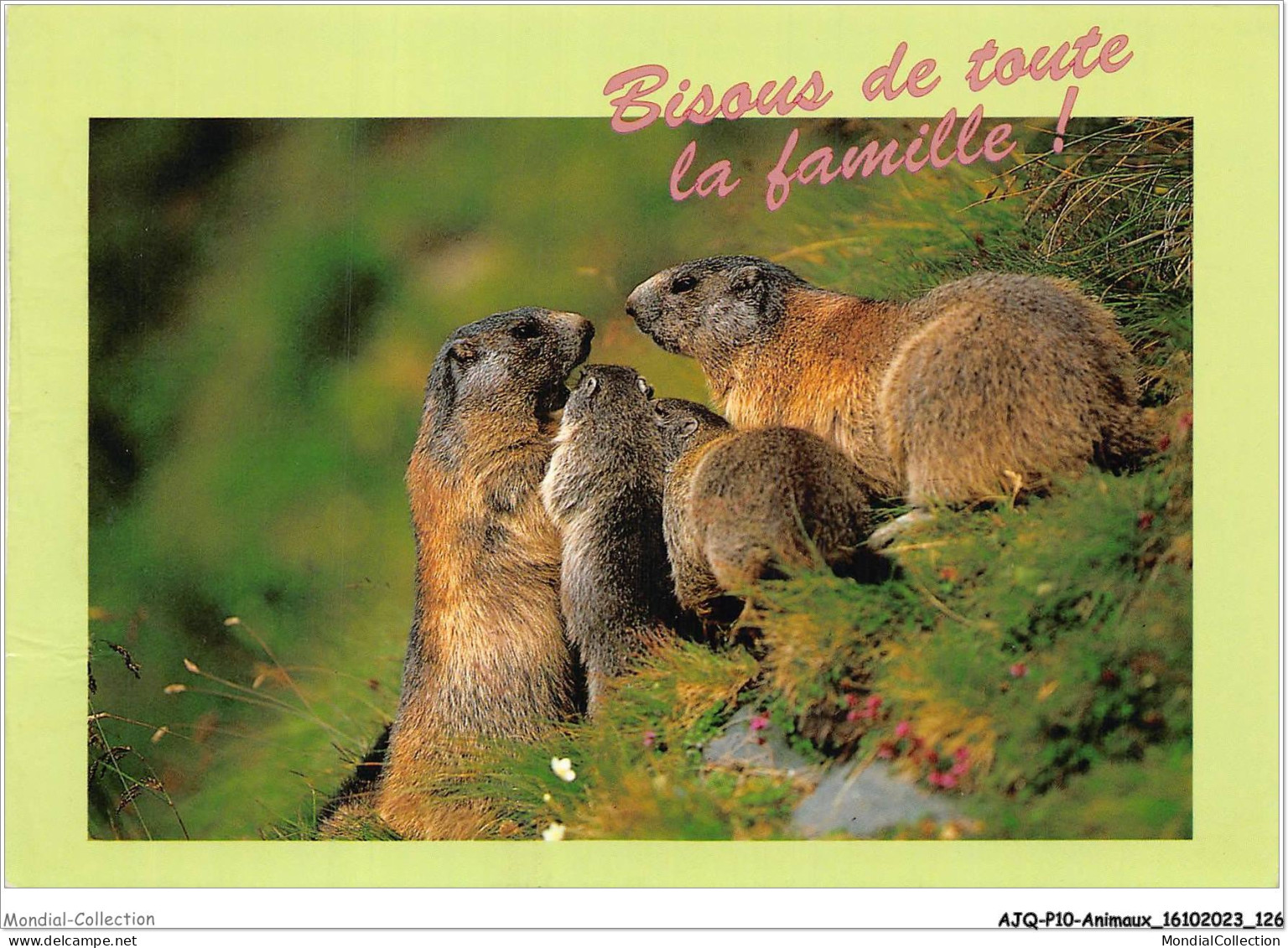 AJQP10-0997 - ANIMAUX - BISOUS DE TOUTE LA FAMILLE  - Elefanten