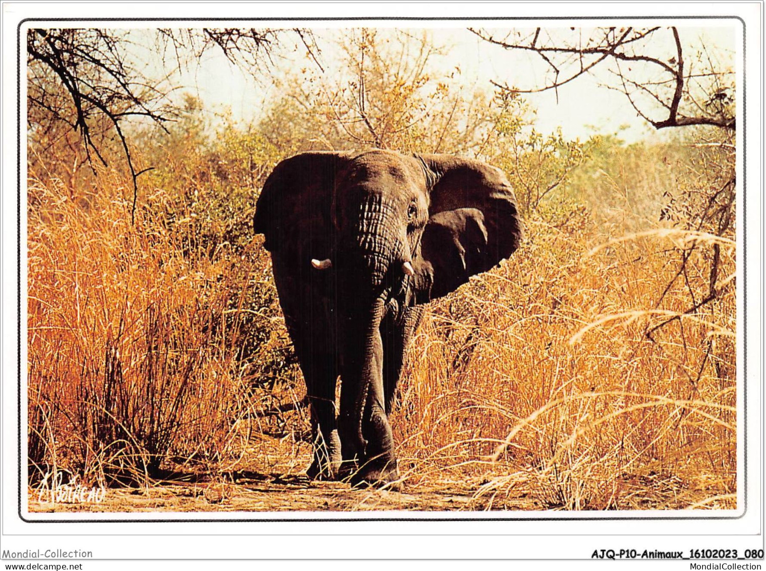 AJQP10-0974 - ANIMAUX - ELEPHANT SOLITAIRE  - Elefanten
