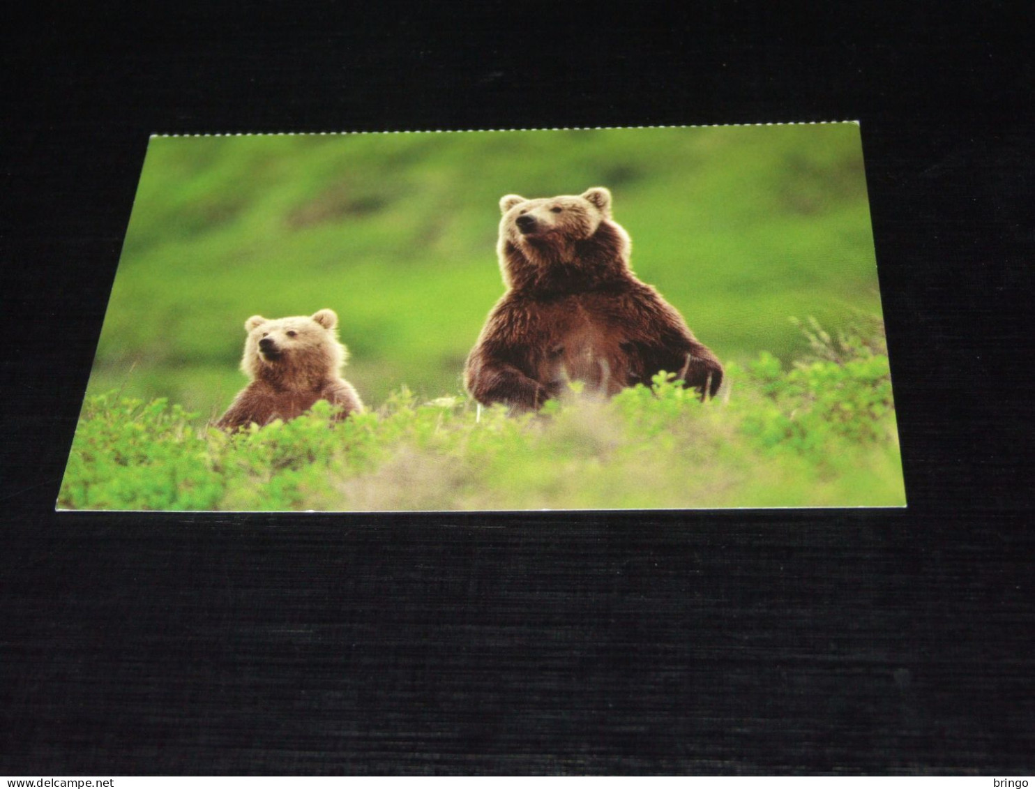 75678-            BEREN / BEARS / BÄREN / OURS / ORSI - Ours