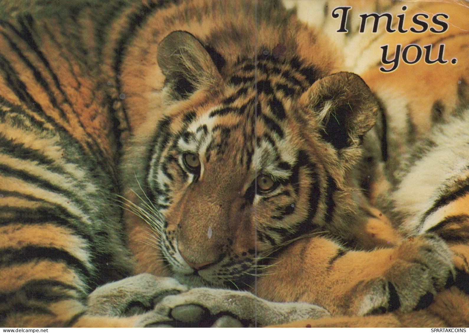 TIGRE GATO GRANDE Animales Vintage Tarjeta Postal CPSM #PAM027.ES - Tiger