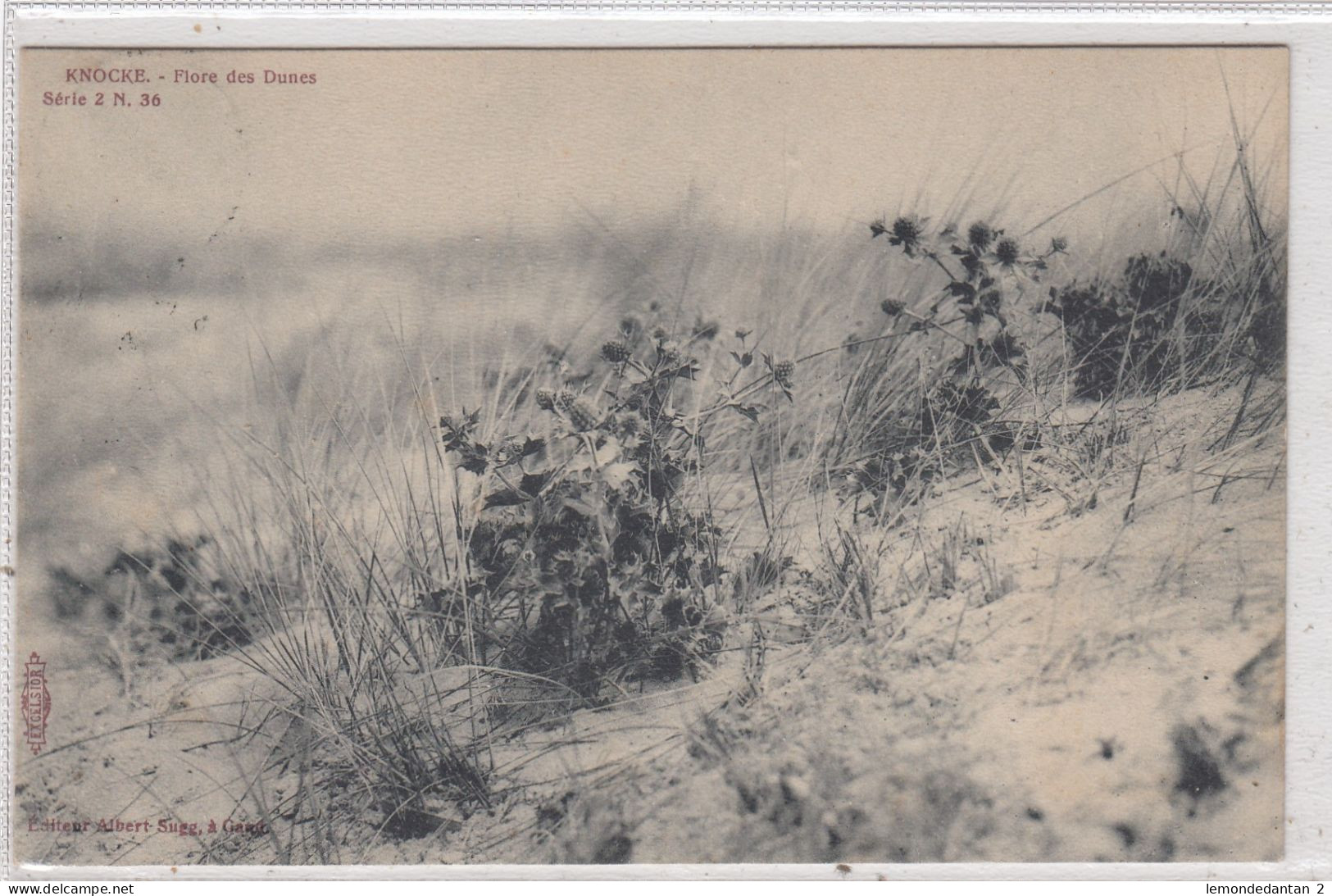 Knocke. Flore Des Dunes. * - Knokke