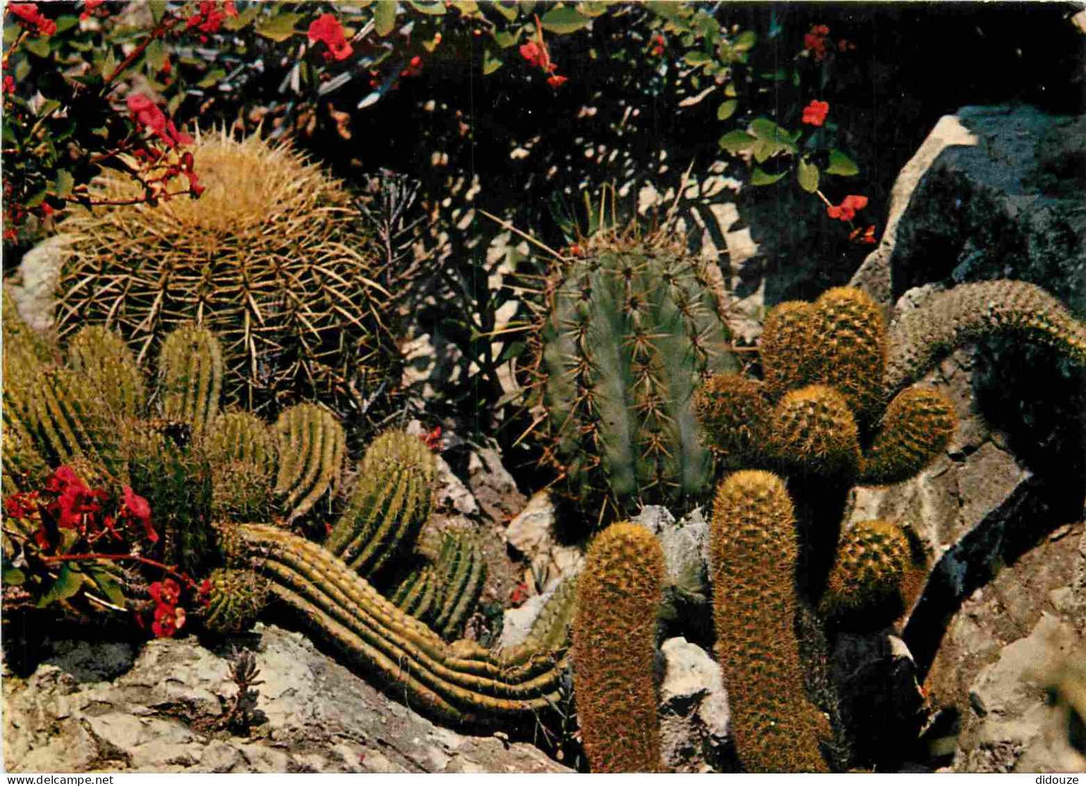 Fleurs - Plantes - Cactus - Principauté De Monaco - Le Jardin Exotique - Echinocactus Trichocereus Seticereus Avec Eupho - Cactusses
