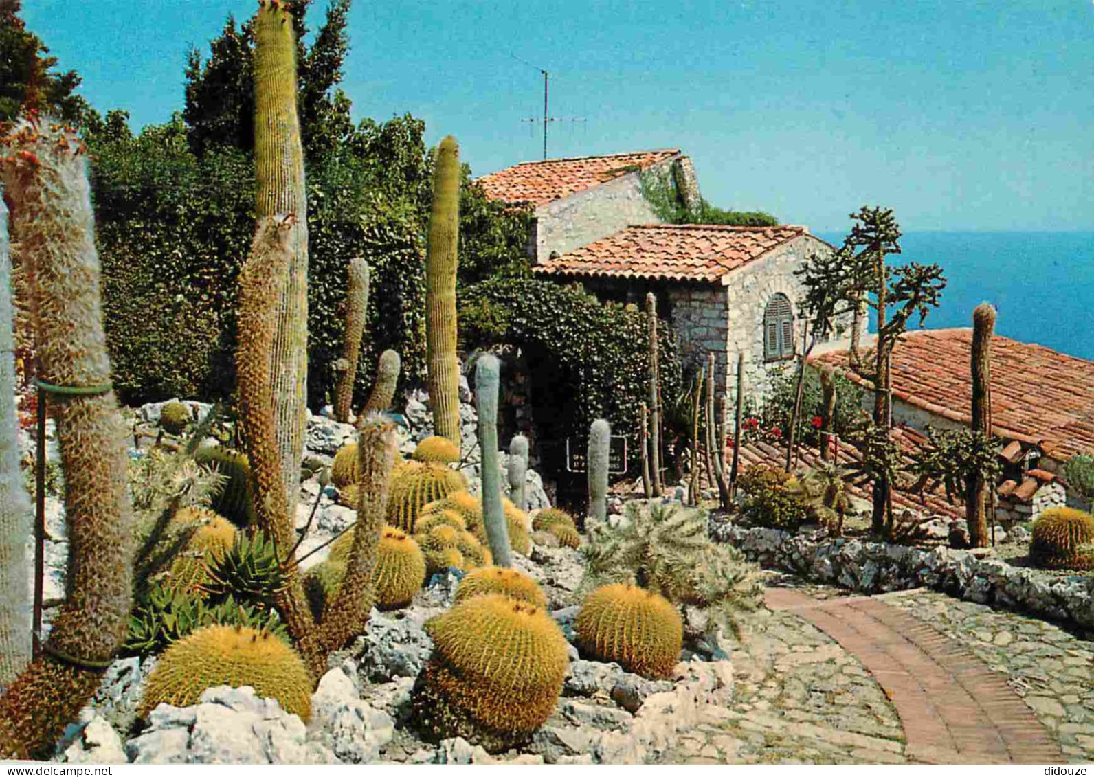 Fleurs - Plantes - Cactus - Eze Village - Le Jardin Exotique - CPM - Voir Scans Recto-Verso - Cactus