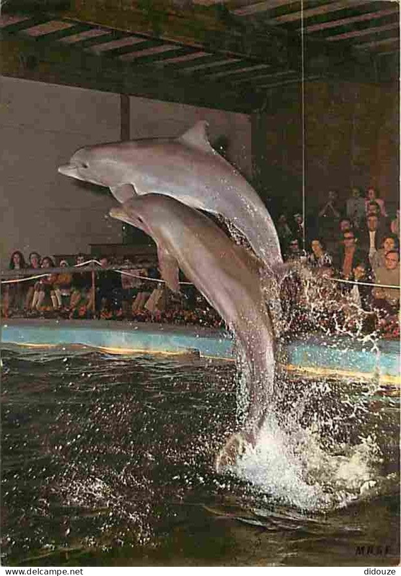 Animaux - Dauphins - CPM - Voir Scans Recto-Verso - Dolfijnen