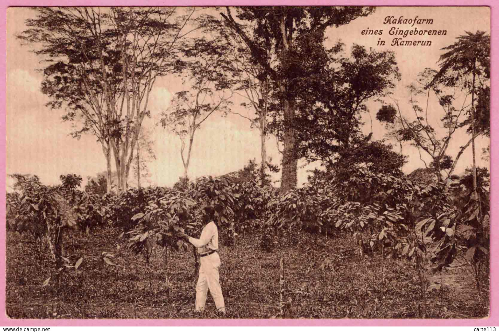 - B34680CPA - CAMEROUN - Kamerun - Kakaofarm Eines Eingeborenen - Ferme Cacao Locale - Très Bon état - AFRIQUE - Kameroen