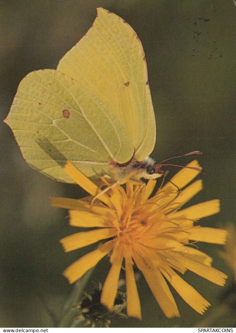 MARIPOSAS Animales Vintage Tarjeta Postal CPSM #PBS454.ES - Schmetterlinge