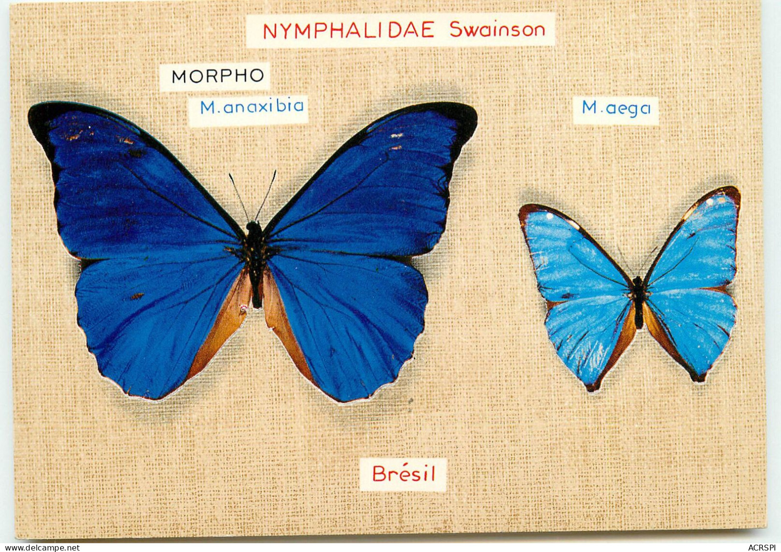 PAPILLONS Du Brésil  NYMPHALIDAE  RR 1265 - Vlinders