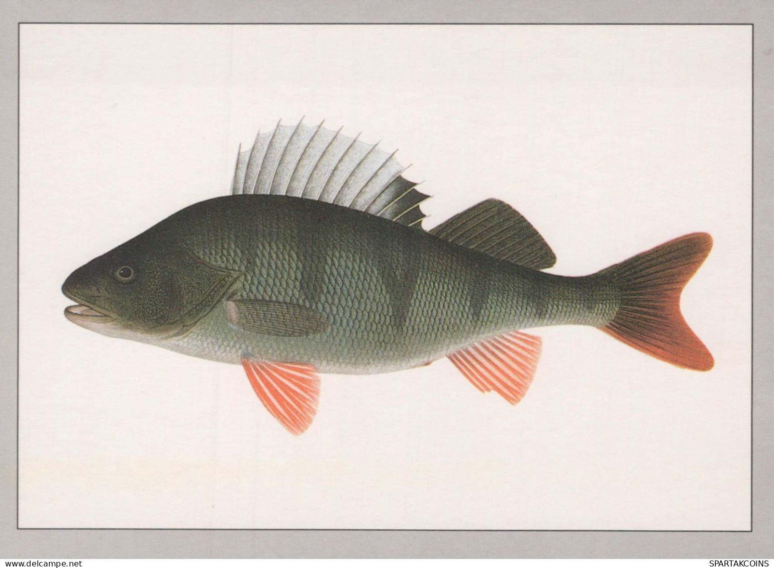 PESCE Animale Vintage Cartolina CPSM #PBS854.IT - Poissons Et Crustacés