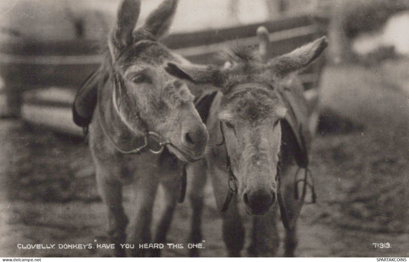 DONKEY Animals Vintage Antique Old CPA Postcard #PAA037.GB - Donkeys