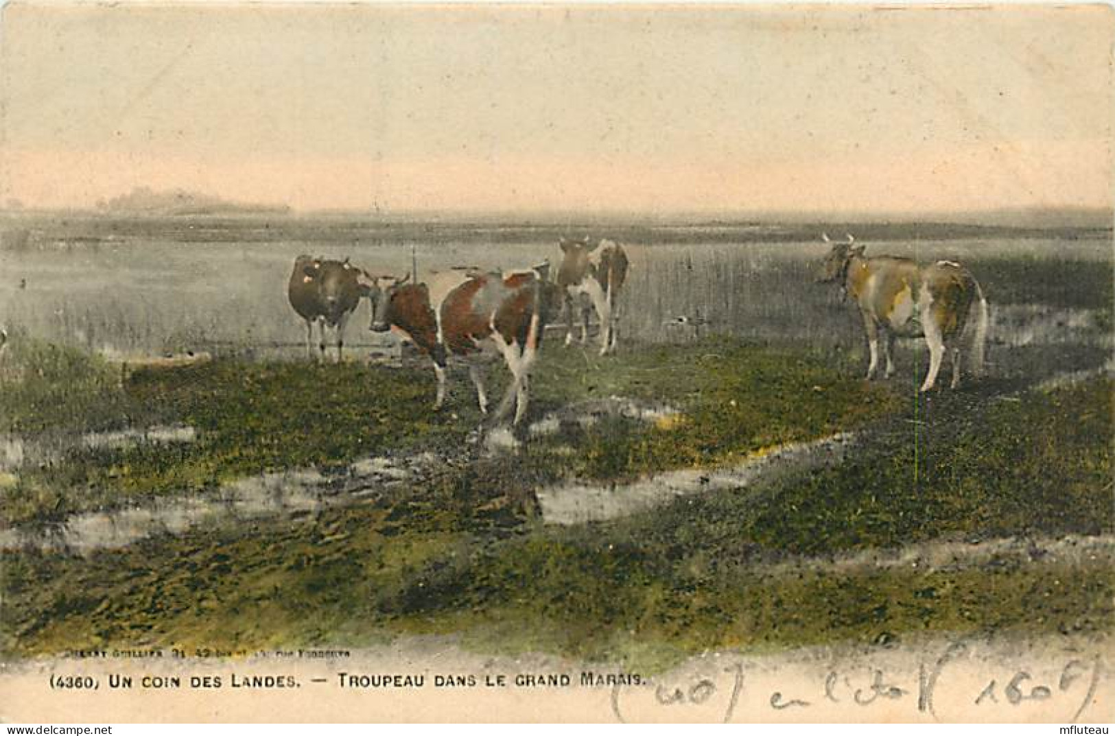 40* LANDES  Troupeau Dans Le Grand Marais RL03,0389 - Viehzucht
