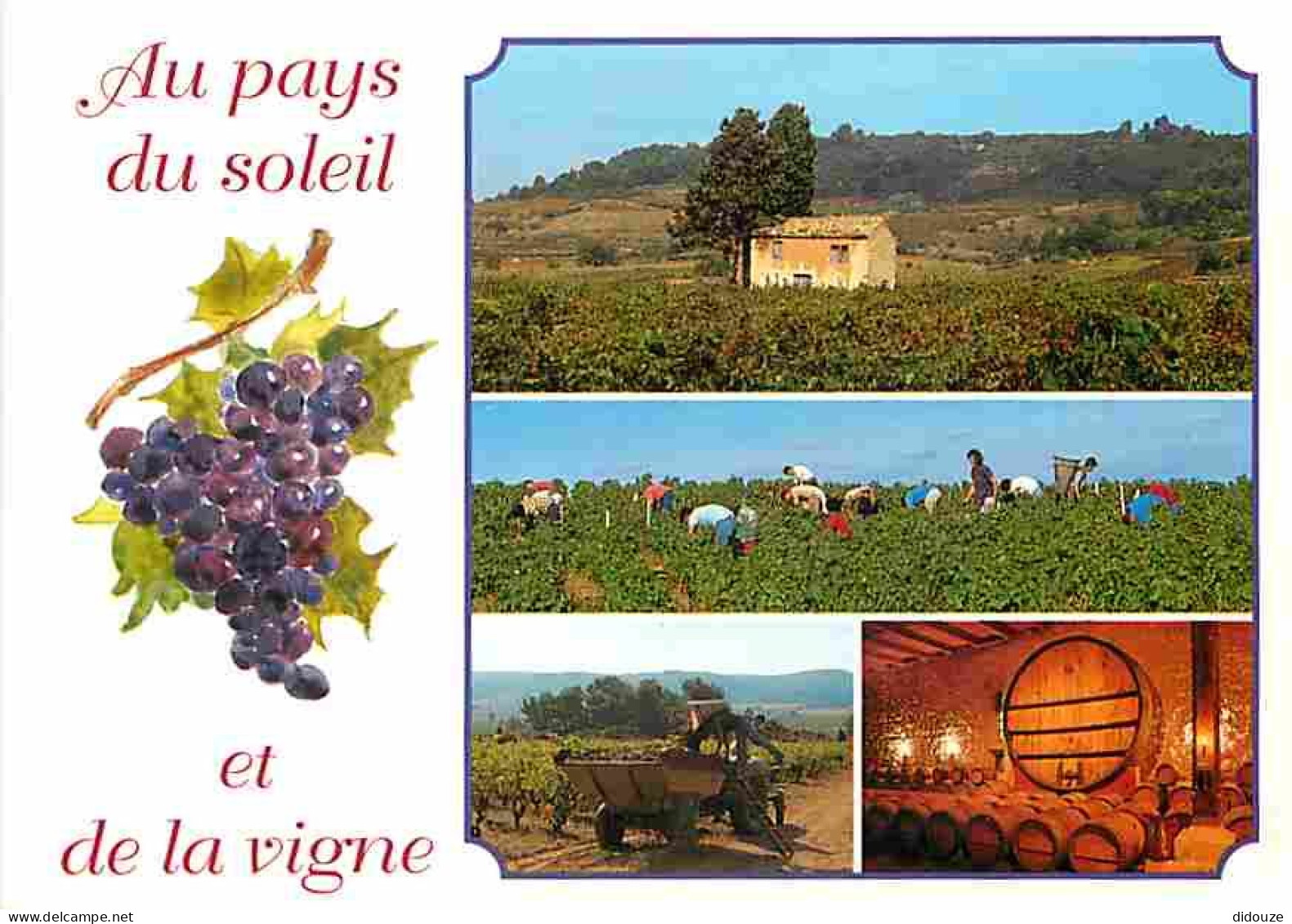 Vignes - Au Pays Du Soleil Et De La Vigne - Multivues - Tonneaux - Vendanges - Raisins - Vin - CPM - Voir Scans Recto-Ve - Vines