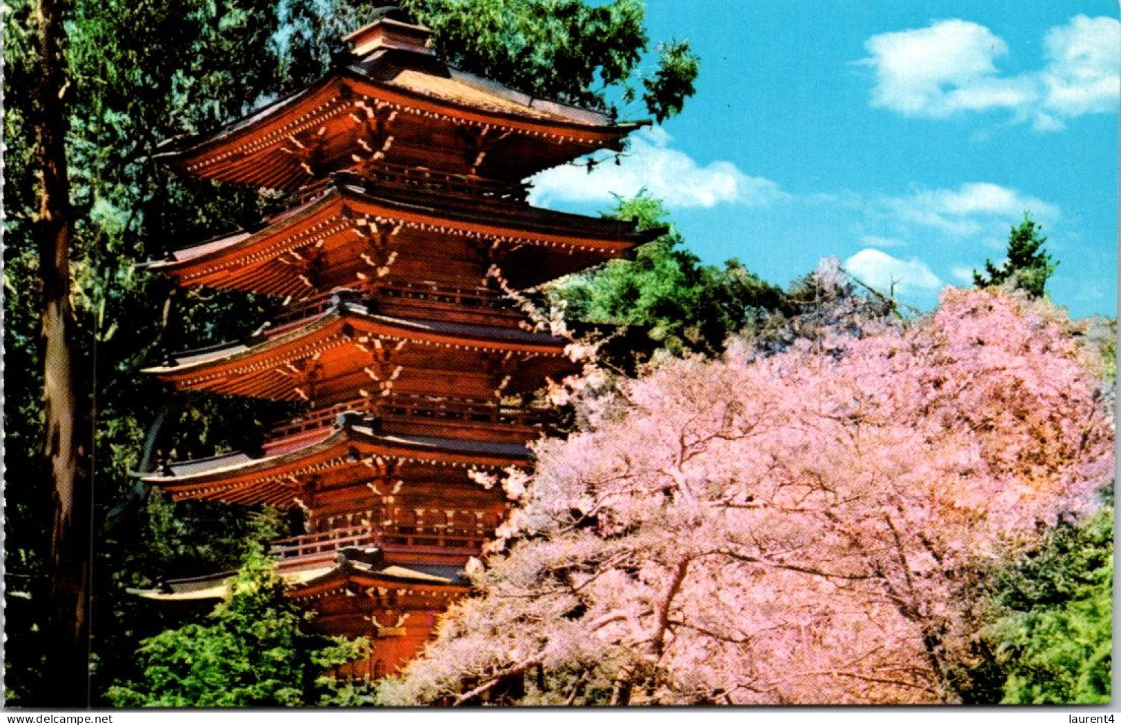 11-5-2024 (4 Z 43) USA - San Francisco - Japanese Tea Garden (3 Postcards) - Arbres