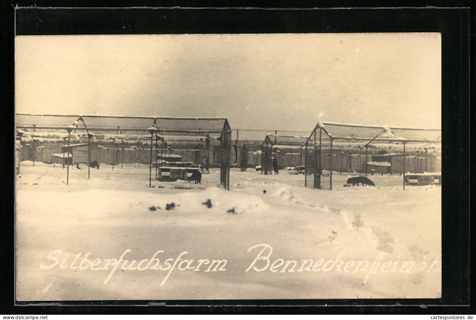 AK Benneckenstein /Harz, Silberfuchsfarm  - Other & Unclassified