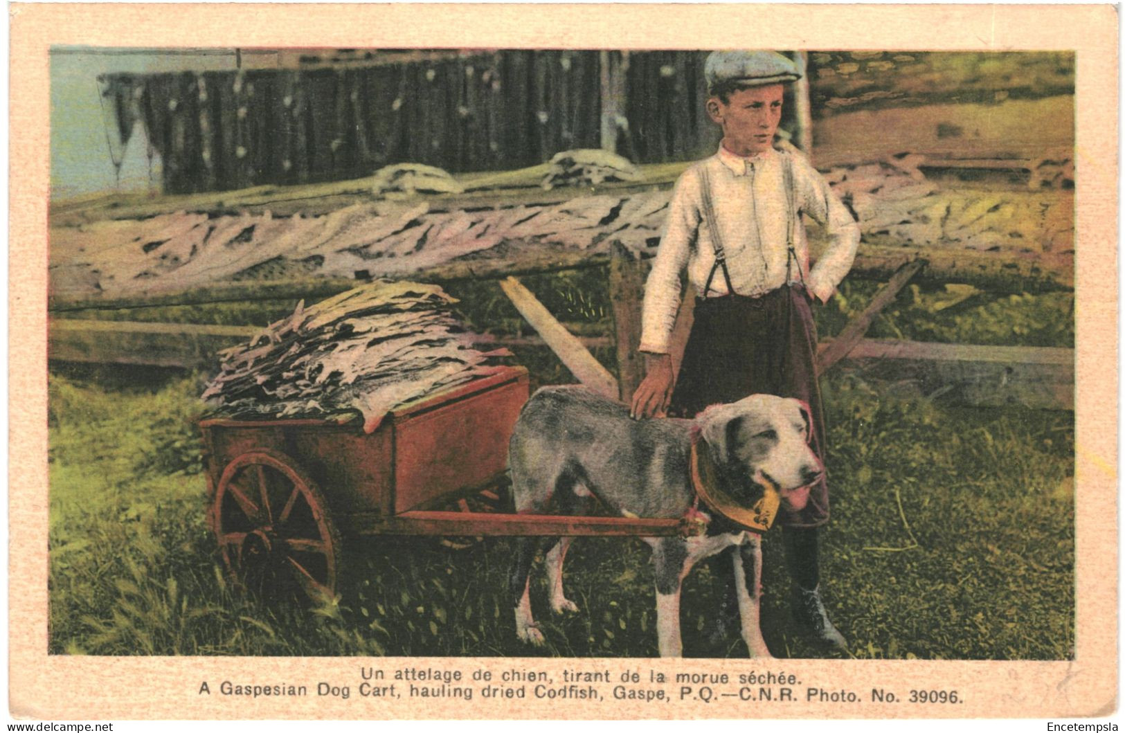 CPA Carte Postale Canada Québec Attelage De Chien  Tirant De La Morue Séchée VM80628ok - Other & Unclassified