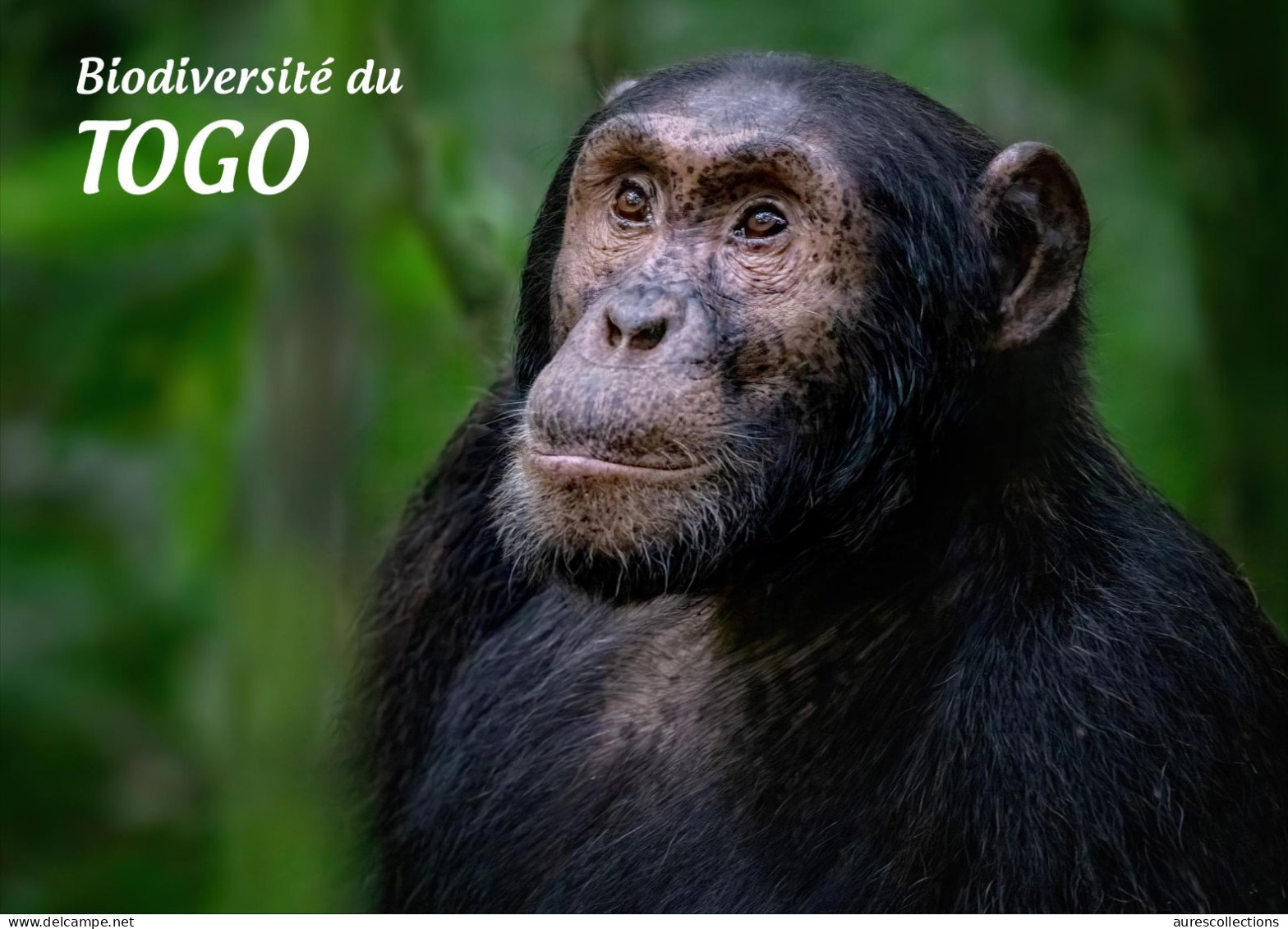 TOGO 2024 STATIONERY CARD - REGULAR - CHIMPANZEE MONKEY MONKEYS APES - BIODIVERSITY BIODIVERSITE - Chimpansees