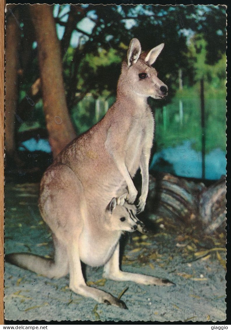 °°° 30926 - AUSTRALIA - GREAT GREY KANGAROO - 1967 With Stamps °°° - Other & Unclassified