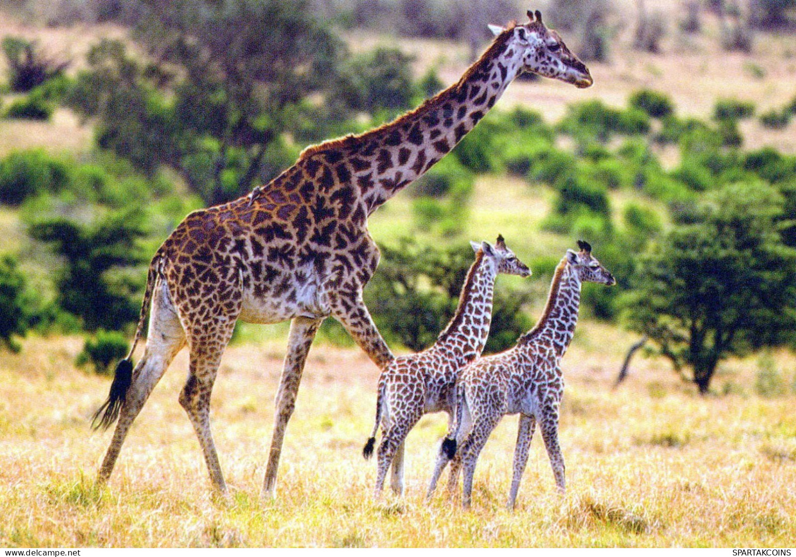 GIRAFFE Animale Vintage Cartolina CPSM #PBS952.A - Girafes