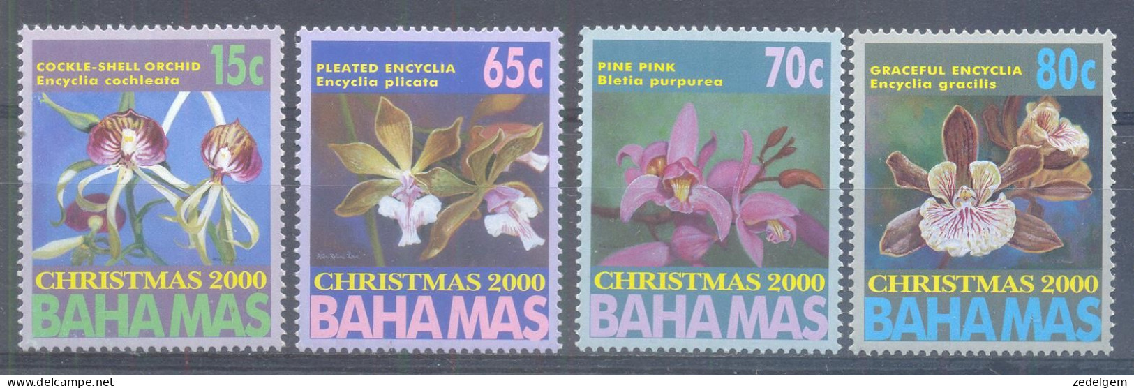 BAHAMAS (ORC024) XC - Orchideen