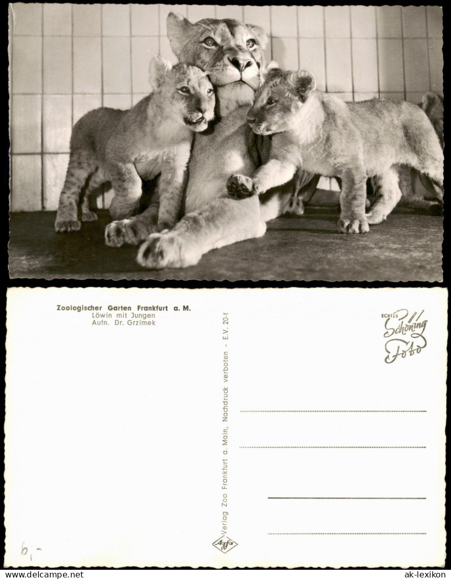 Frankfurt Am Main Zoo Tiergehege Löwin Mit Jungen Aufn. Dr. Grzimek 1960 - Frankfurt A. Main