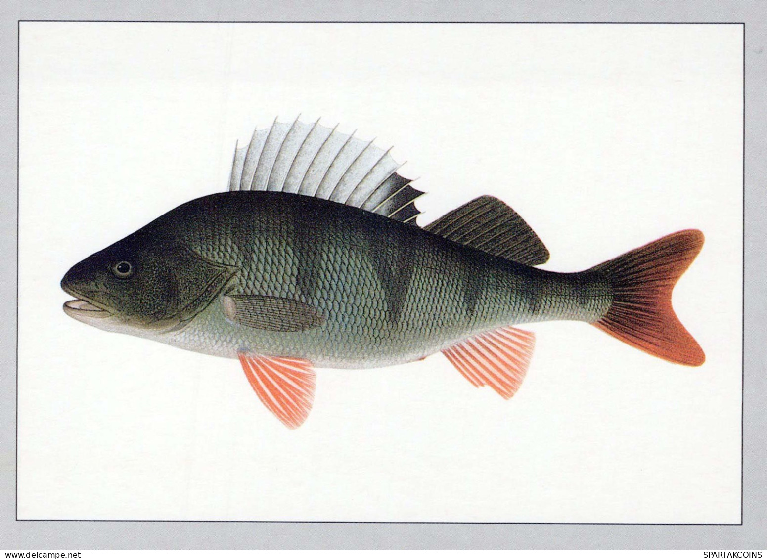 POISSON Animaux Vintage Carte Postale CPSM #PBS857.FR - Fish & Shellfish