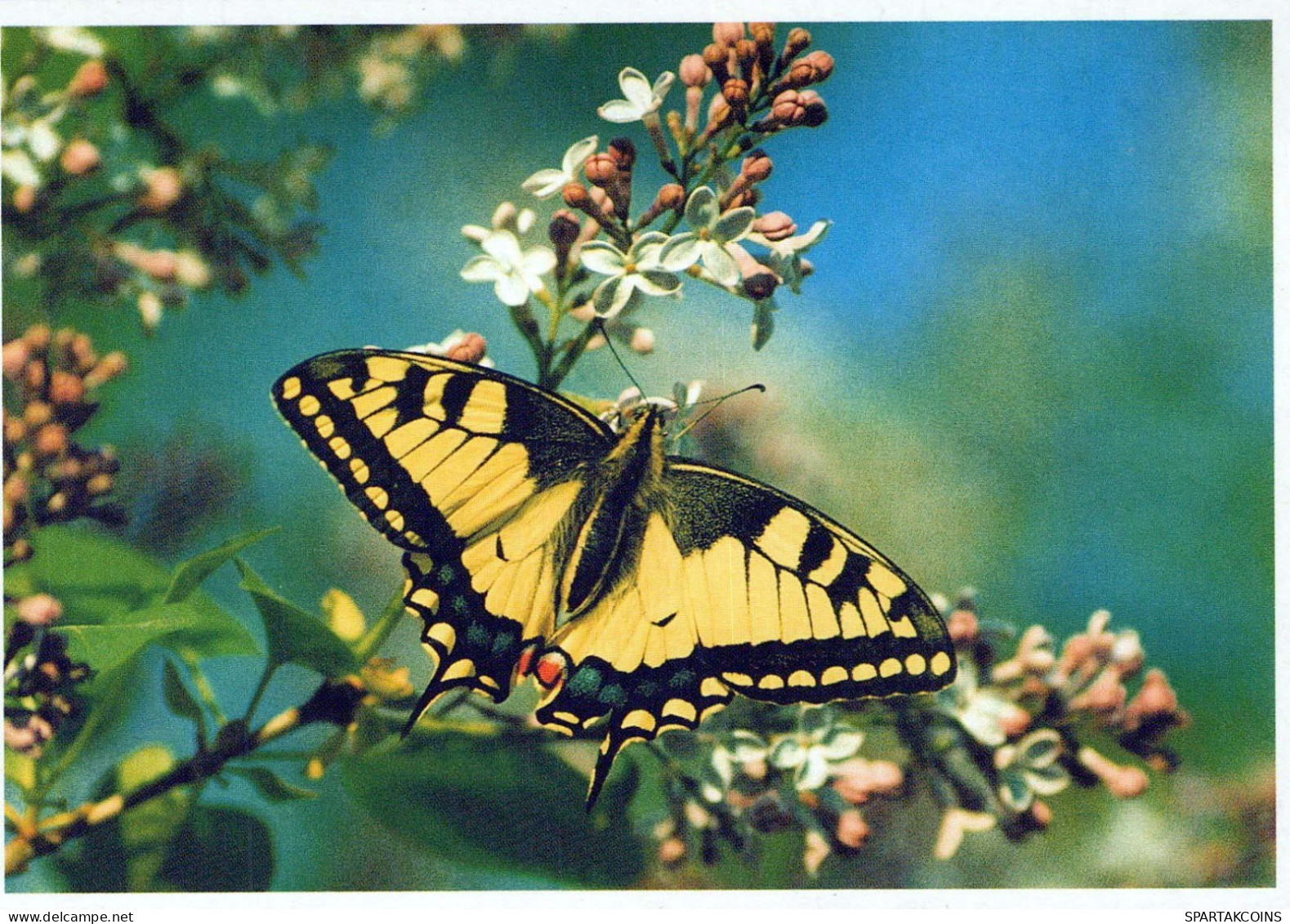 MARIPOSAS Vintage Tarjeta Postal CPSM #PBZ915.ES - Schmetterlinge