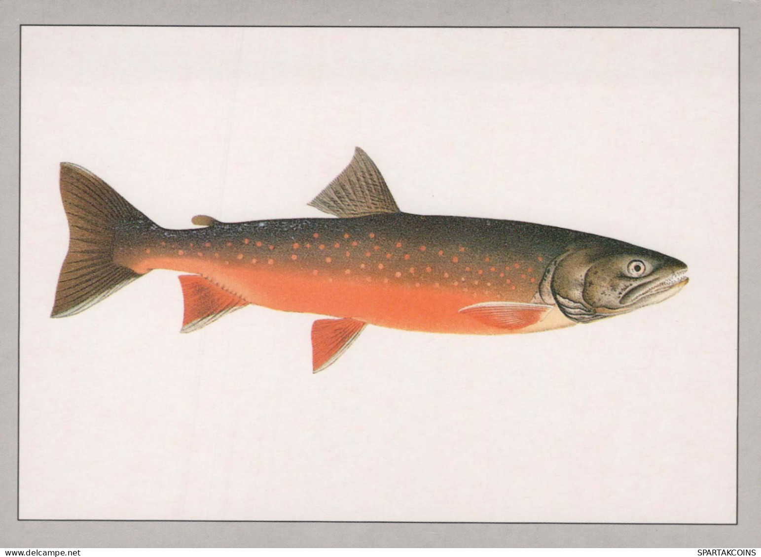 FISCH Tier Vintage Ansichtskarte Postkarte CPSM #PBS858.DE - Fische Und Schaltiere