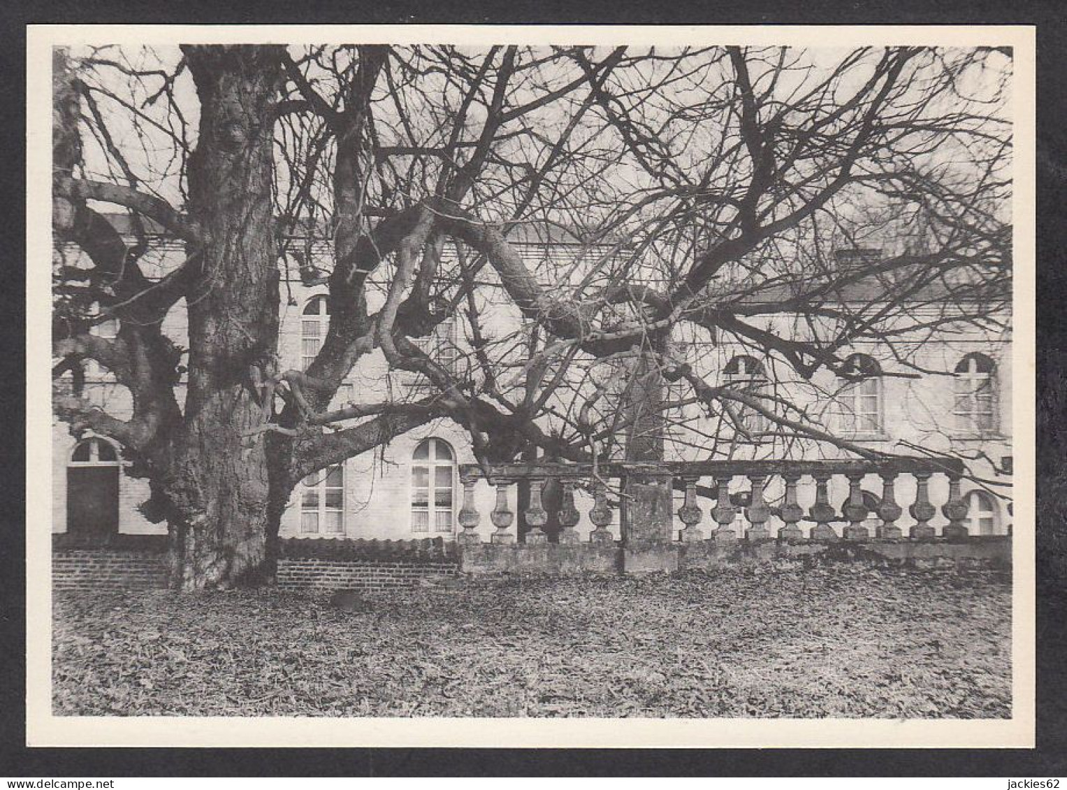 076887/ MARIEMONT, Musée, Marronnier Séculaire En Bordure Du Parc - Morlanwelz