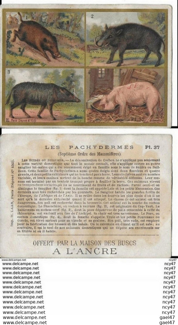 CHROMOS. Maison Des Buscs A L'ANCRE. Les Pachydermes. ..I 445 - Sonstige & Ohne Zuordnung