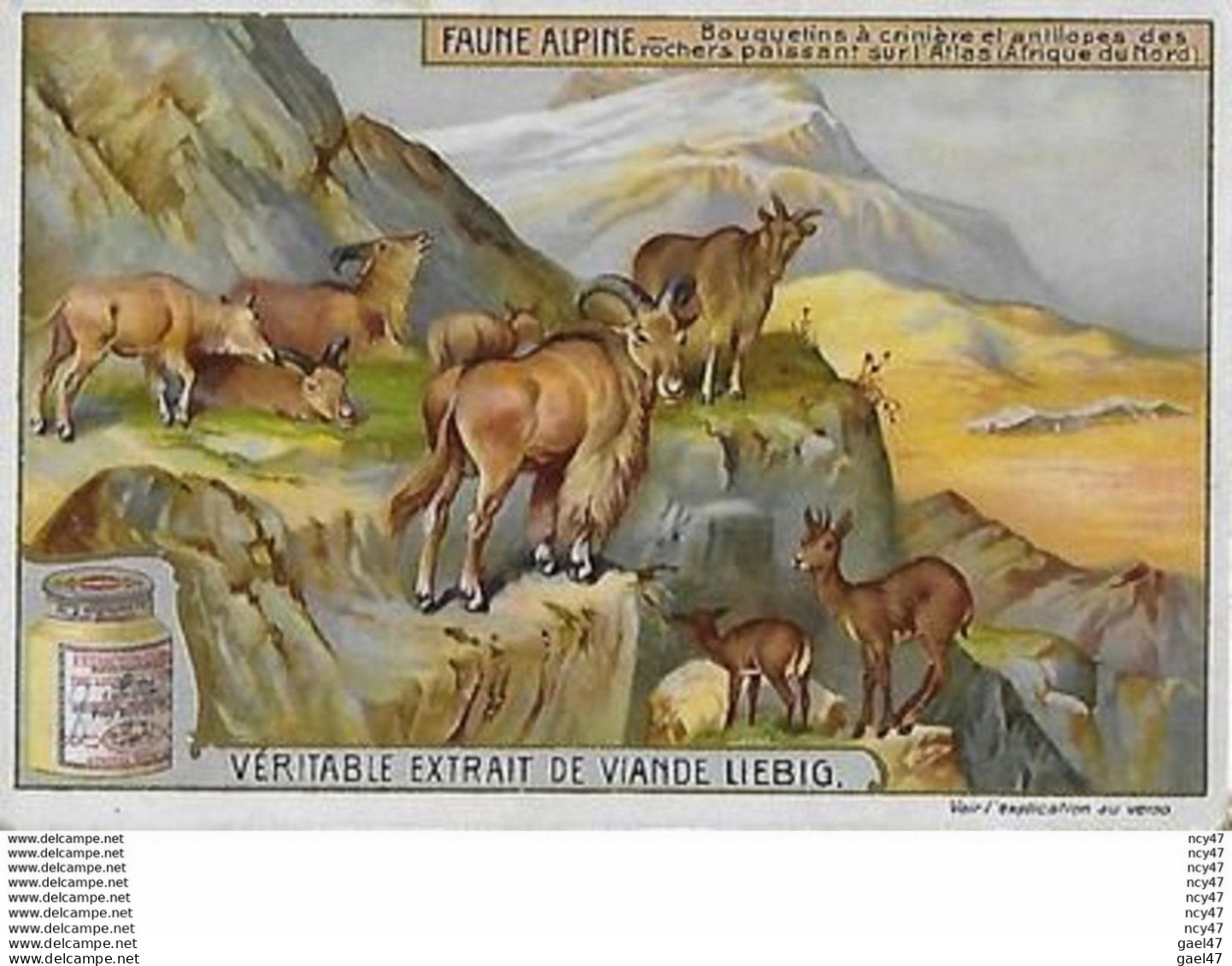 CHROMOS.  Compagnie LIEBIG.  Faune Alpine. Bouquetins à Crinière Et Antilopes Des Rochers...S2959 - Liebig