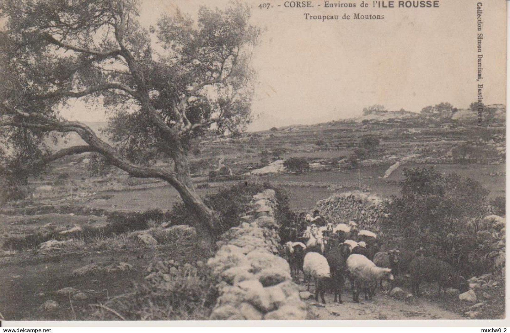 ENVIRONS DE L'ILE ROUSSE - TROUPEAU DE MOUTONS - Andere & Zonder Classificatie