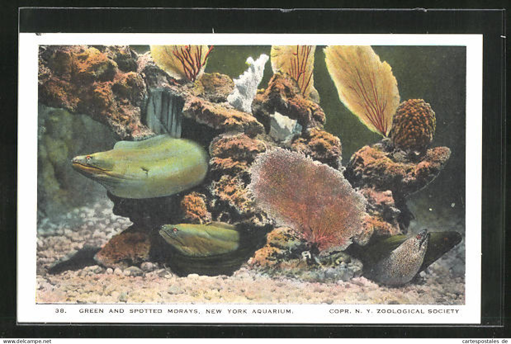 AK New York Aquarium, Green And Spotted Morays  - Poissons Et Crustacés