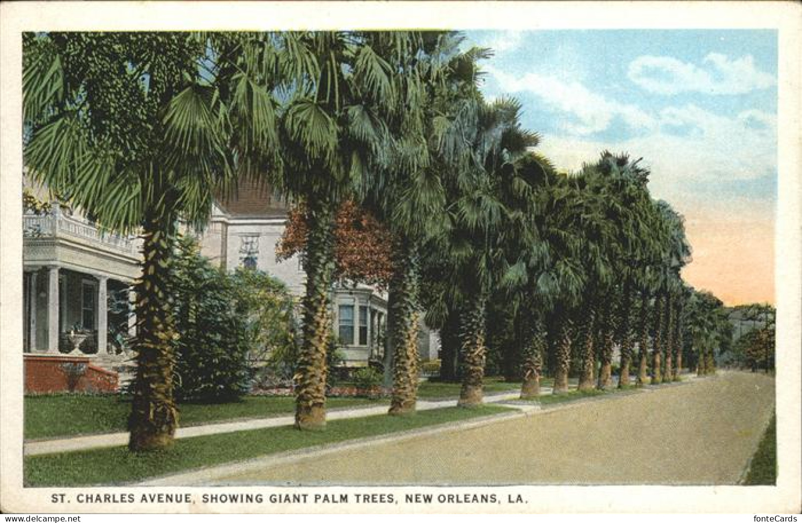 11320868 New_Orleans_Louisiana St: Charles Avenue Giant Palms - Sonstige & Ohne Zuordnung