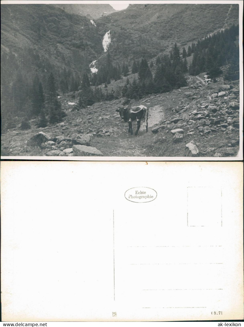 Foto  Kuh Auf Almweg Im Hochgebirge - Fotokarte 1934 Privatfoto - To Identify