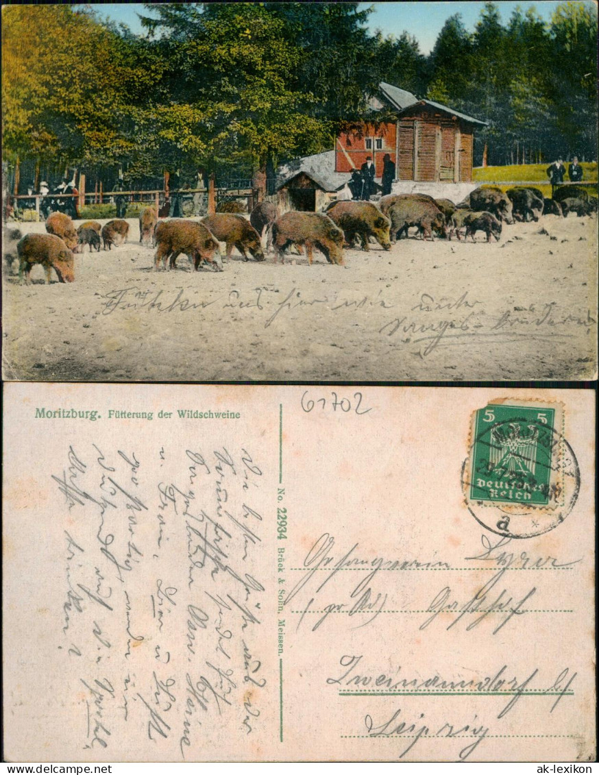 Moritzburg Tiergarten Moritzburg - Fütterung Der Wildschweine 1925 - Moritzburg