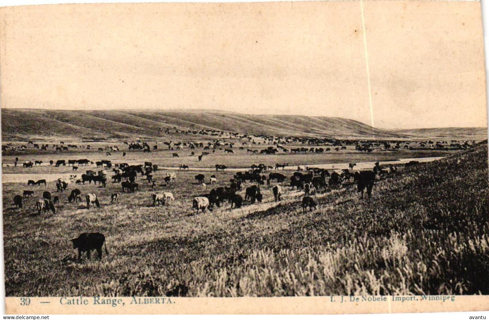 CANADA / WINNIPEG / CATTLE RANGE - Winnipeg